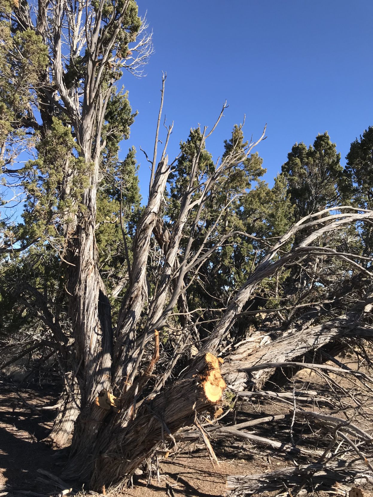 Juniper tree